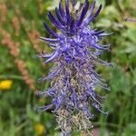 Phyteuma betonicifolium Flor