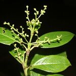 Hedyosmum bonplandianum Blatt