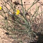 Launaea fragilis (Лист)