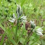 Ornithogalum boucheanum Λουλούδι