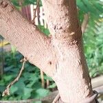 Averrhoa bilimbi പുറംതൊലി