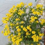 Senecio vernalis Flor