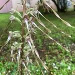 Himantoglossum hircinum Blüte