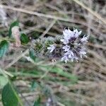 Mentha pulegium Flower