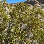 Juniperus monosperma Folha