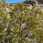 Juniperus monosperma برگ