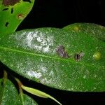 Ardisia standleyana Hoja