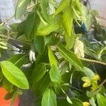 Lonicera japonica برگ