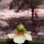 Garcinia pervillei Flor