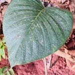 Argyreia acuta Leaf