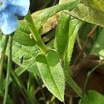 Cynoglossum amabile Φύλλο