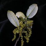 Quercus semecarpifolia Habit