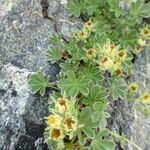 Potentilla nivalis Virág