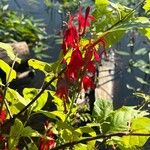 Lobelia cardinalis Květ