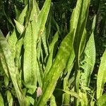 Sansevieria hyacinthoides Blad