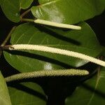 Piper tuberculatum Vrucht