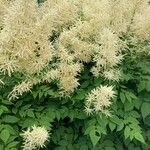 Aruncus dioicus Flor