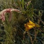 Oenothera stricta Kwiat