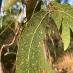 Eucalyptus botryoides Foglia