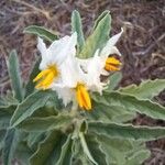 Solanum elaeagnifolium花