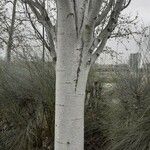 Betula populifolia Bark