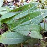 Prunella grandiflora Leaf