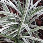 Phalaris arundinacea Feuille