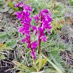 Orchis masculaFlower