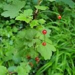 Ribes rubrumFruto