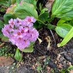 Bergenia crassifoliaCvet