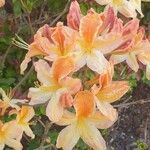 Rhododendron calendulaceum Flower