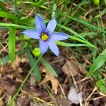 Sisyrinchium angustifoliumLorea