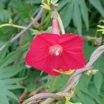 Ipomoea × multifida Flor