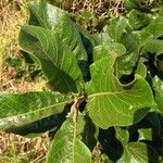 Diospyros lasiocalyx Leaf