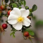 Rosa spinosissima Flor
