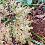 Selaginella sinuosa Blatt