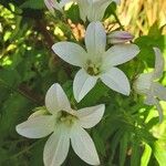 Campanula lactiflora फूल