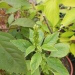 Amaranthus viridis 葉