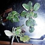 Plectranthus forsteri Blad