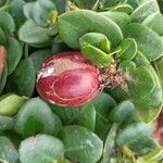 Carissa macrocarpa Fruit