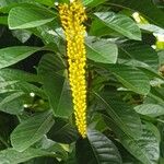 Lophanthera lactescens പുഷ്പം