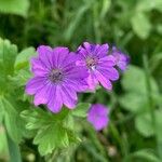 Geranium pyrenaicumKvět