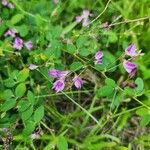 Lespedeza violacea Fleur