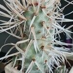 Tephrocactus articulatus Hostoa