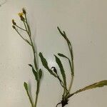 Crepis conyzifolia Folha