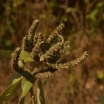 Colebrookea oppositifolia Flor