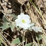 Evolvulus sericeus Flower