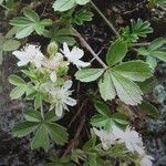 Potentilla caulescens Blomst