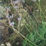 Lavandula multifida Flower