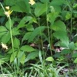 Krigia dandelion Habitus